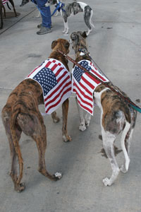 Greyhounds in Parade